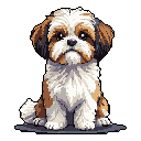 A small, fluffy Shih Tzu dog sits facing forward, with its head held high and large dark eyes gazing ahead.
