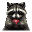 Close-up, frontal view of a raccoon's head and shoulders against a dark grey background. The raccoon has its distinctive facial mask, neutral expression, and a bright red tongue or food visible on its muzzle.