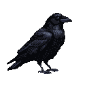 A crow with dark blue and gray feathers stands in profile against a black background.