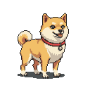 Shiba Inu with curled tail, alert expression, tongue out, wearing a red collar.