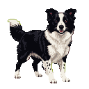 Pixel Art: border collie