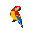 Crimson red, yellow, and blue parrot with a dark beak and white eye pixelated.