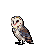 A solitary barn owl with a heart-shaped facial disc, white and brown plumage, and striking red eyes.
