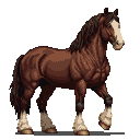 Muscular brown horse with white blaze on face and white feathery markings on legs, against a black background.