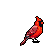 A red cardinal with black accents perches on a black background.