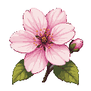 A single, delicate cherry blossom with five soft pink petals, a dark pink and yellow center, a furled bud to the right, and two textured green leaves against a black background.