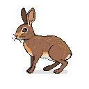 A Dust Hopper hare with mottled brown and grey fur stands alert, its wide yellow-brown eyes scanning.