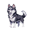 A husky with dark gray and white fur, alert with its tail held high and head tilted. Its blue eyes gaze forward.