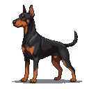 A Doberman Pinscher stands in side profile, alert, with a dark coat and tan markings on its muzzle, chest, and legs.