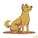 A light brown and white Chinese rural dog sits with its tail curled high, looking up and to the right.