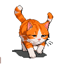 An orange and white cat with a high, curved tail walks forward with a slightly squinted, knowing expression.