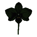 A single, deep black orchid with velvety petals and a thin green stem, set against a black background.