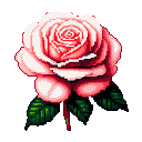 A fully bloomed pink and white rose with green leaves and stem, against a black background.
