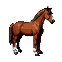 A bay horse with white markings on its legs and muzzle, in profile facing right.