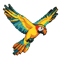 A vibrant macaw with yellow, turquoise, orange, and red plumage flies with outstretched wings against a transparent background.